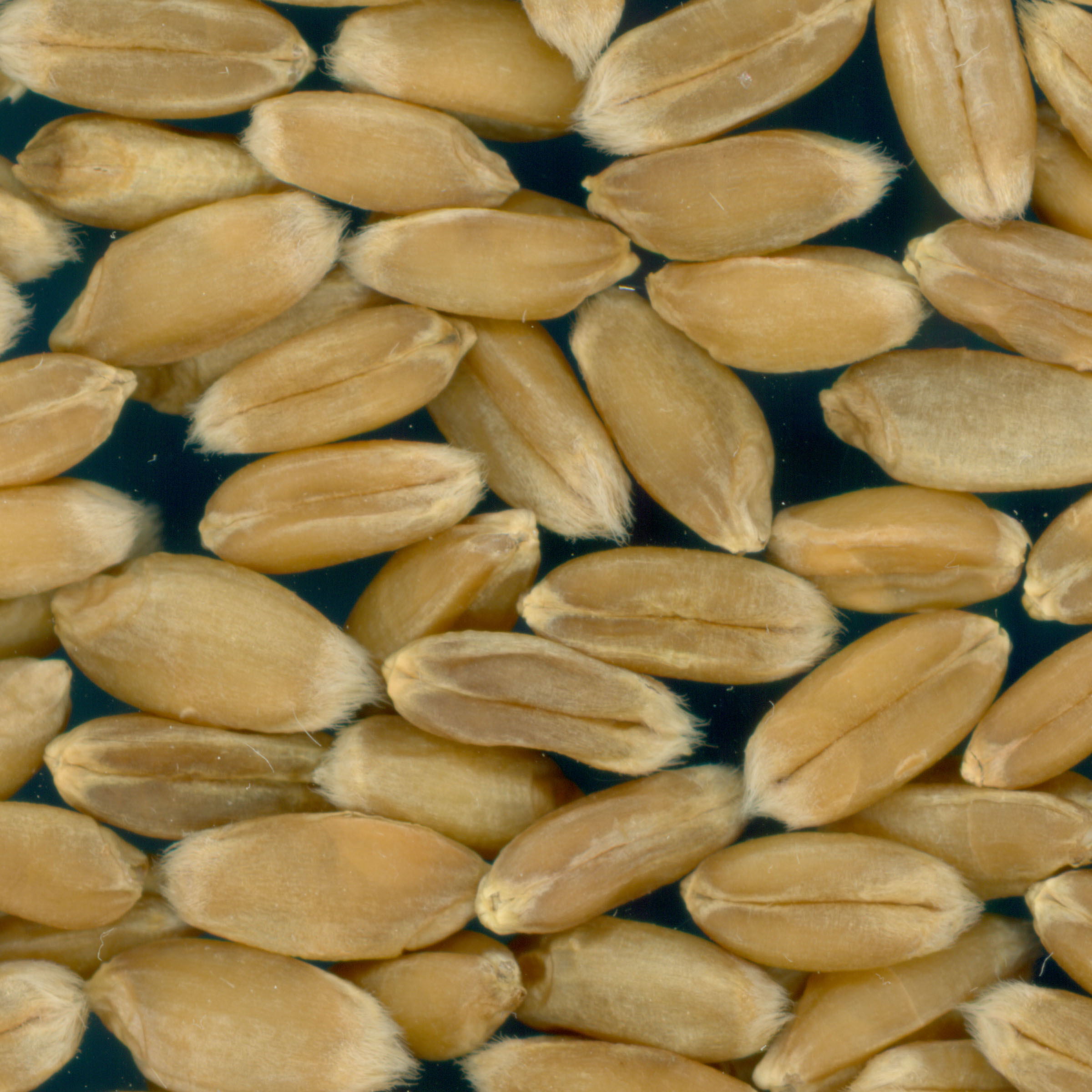 Click for 3 image(s) for this accession. KERNELS